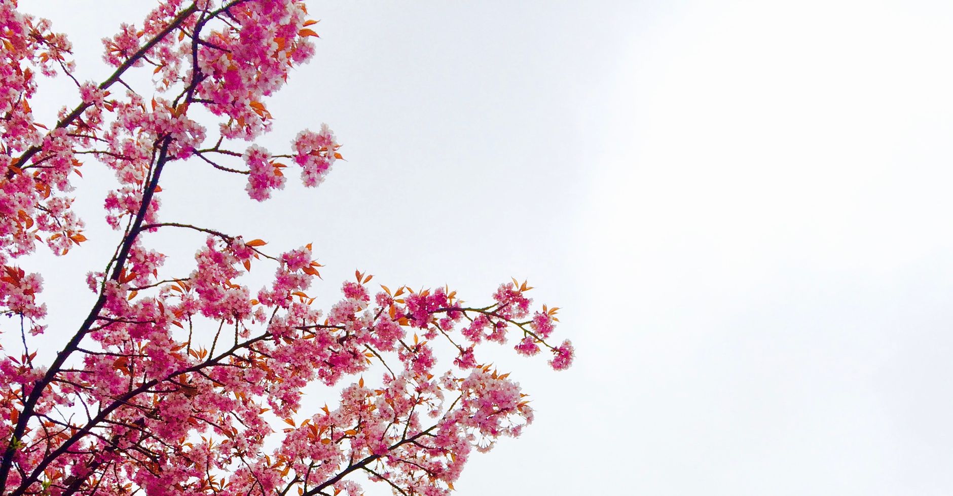 cherry blossom tree